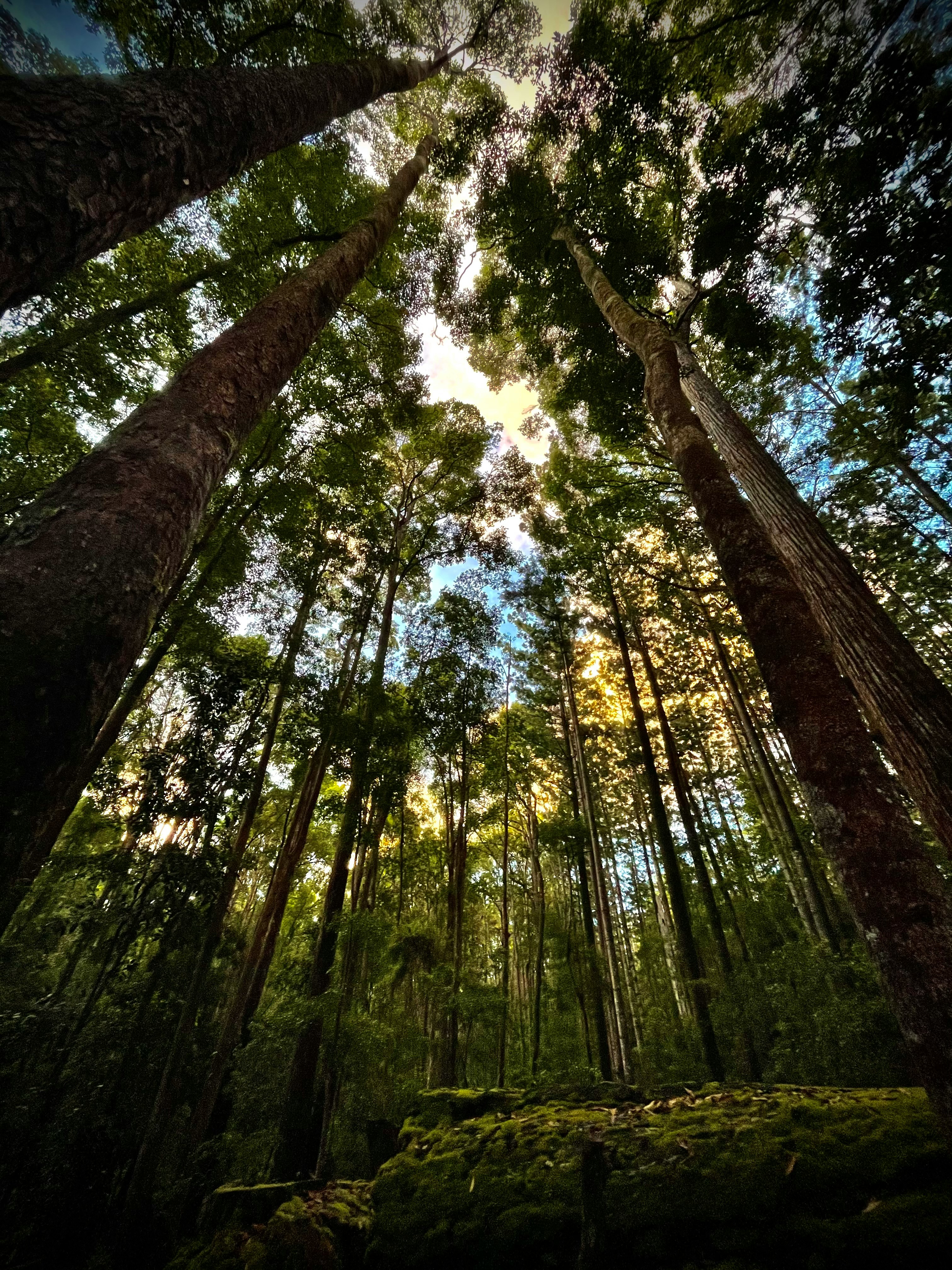 Canopy Image